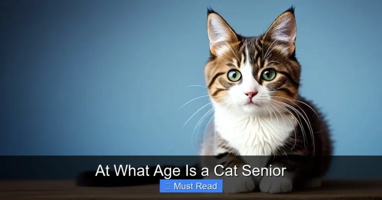 At What Age Is a Cat Senior