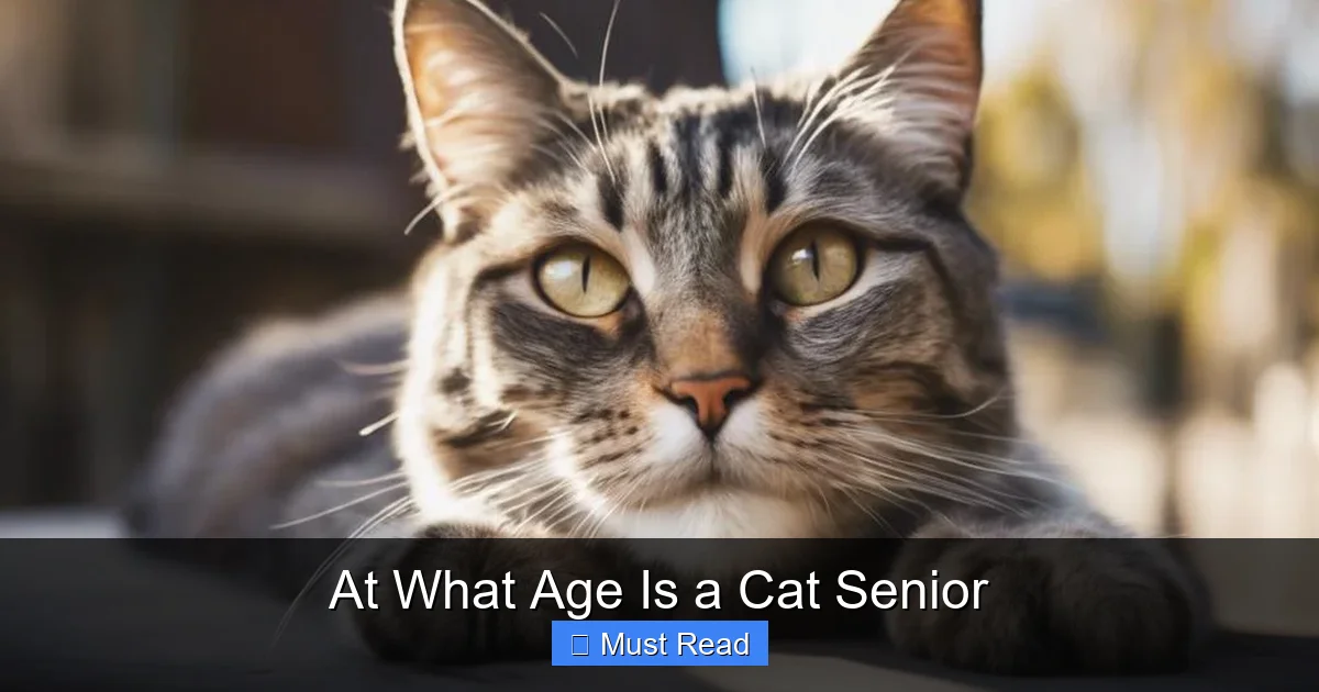 At What Age Is a Cat Senior