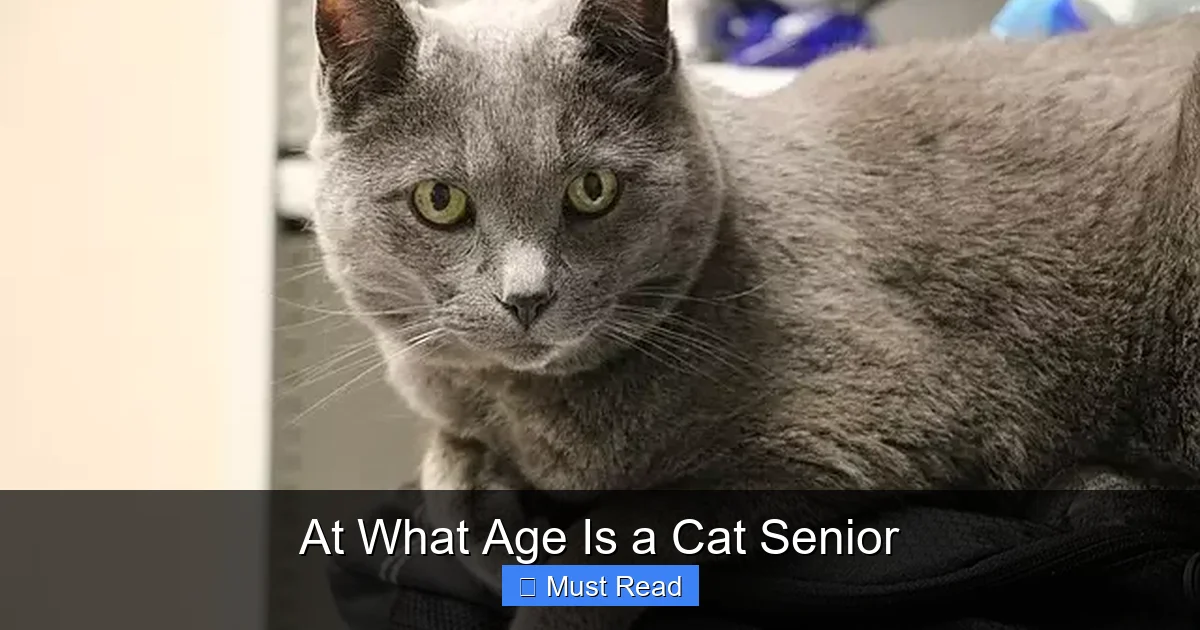 At What Age Is a Cat Senior