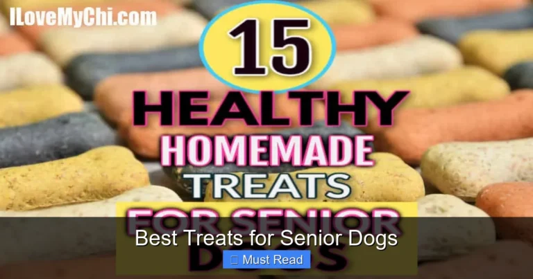 Best Treats for Senior Dogs
