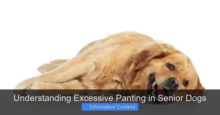 Understanding Excessive Panting in Senior Dogs