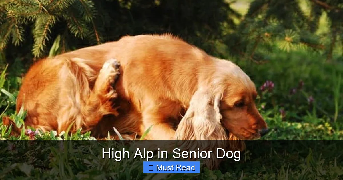 High Alp in Senior Dog
