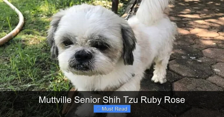 Muttville Senior Shih Tzu Ruby Rose