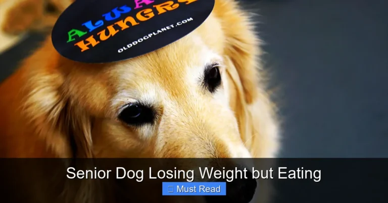 Senior Dog Losing Weight but Eating