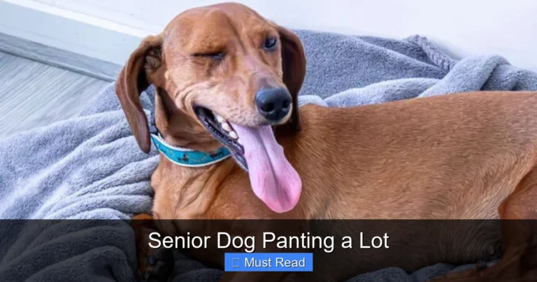 Senior Dog Panting a Lot