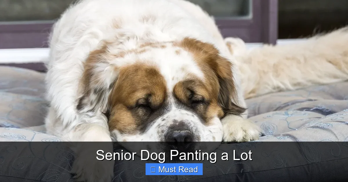 Senior Dog Panting a Lot