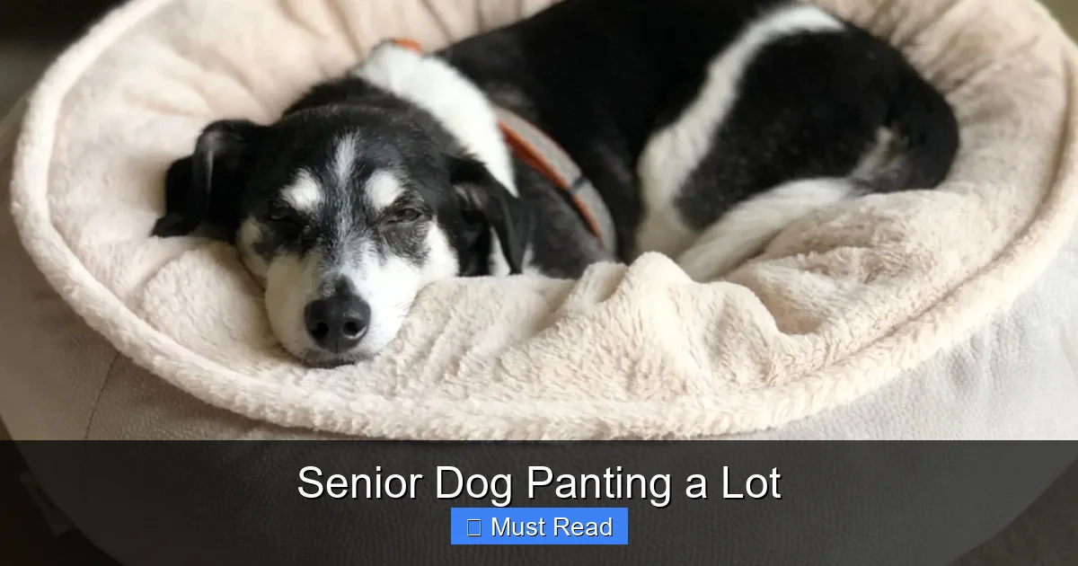 Senior Dog Panting a Lot