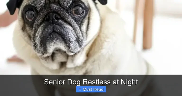 Senior Dog Restless at Night
