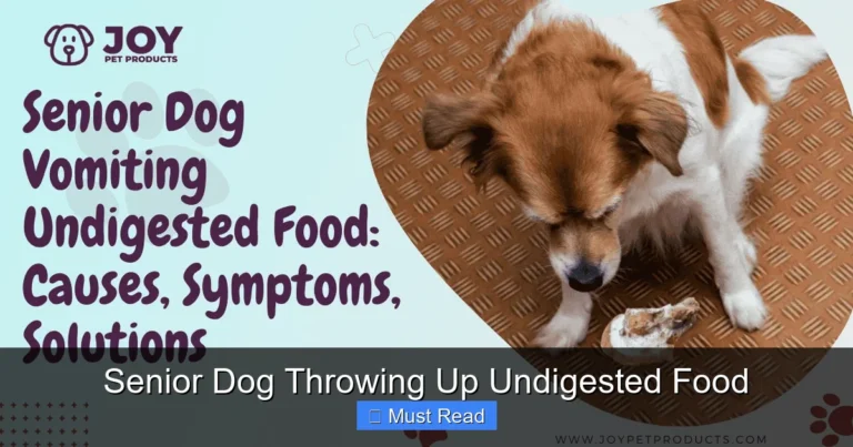 Senior Dog Throwing Up Undigested Food
