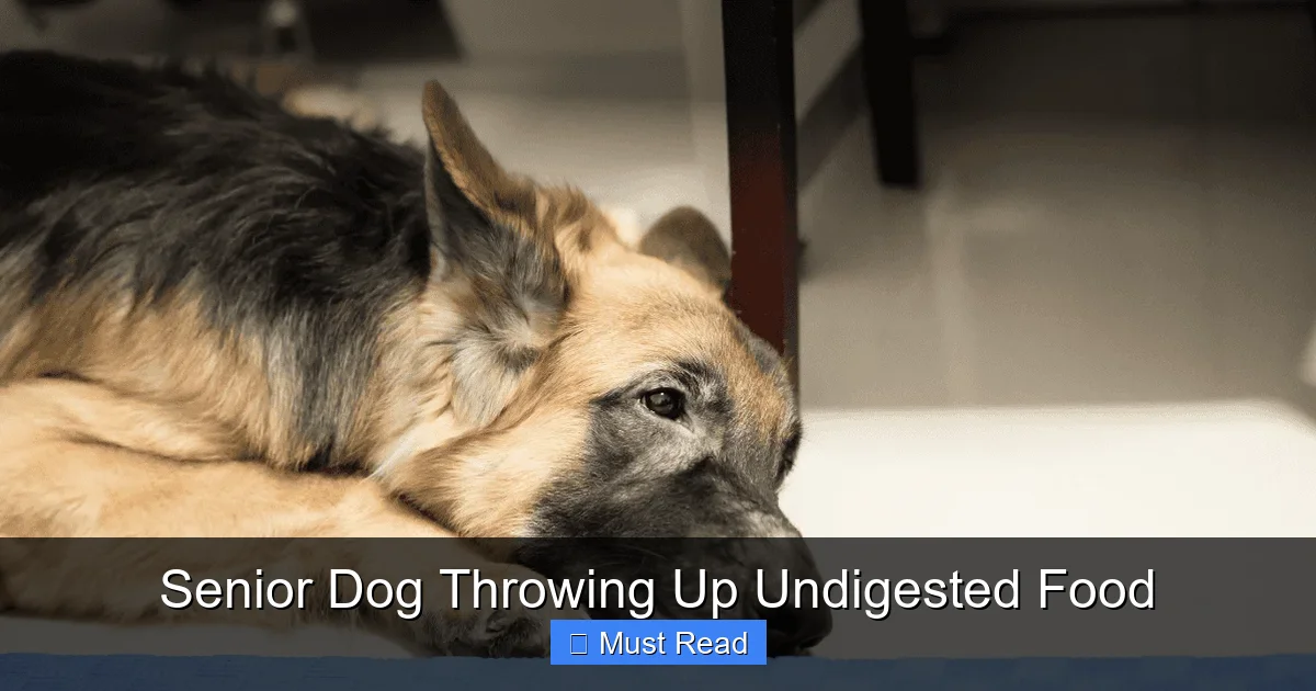 Senior Dog Throwing Up Undigested Food