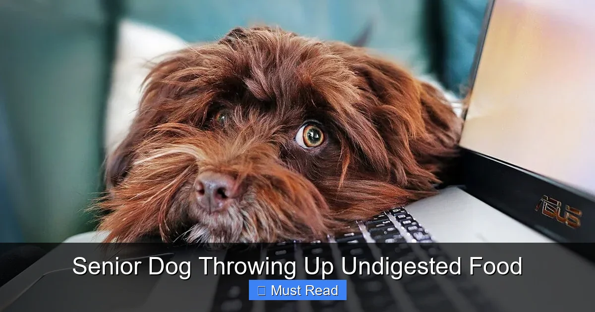 Senior Dog Throwing Up Undigested Food