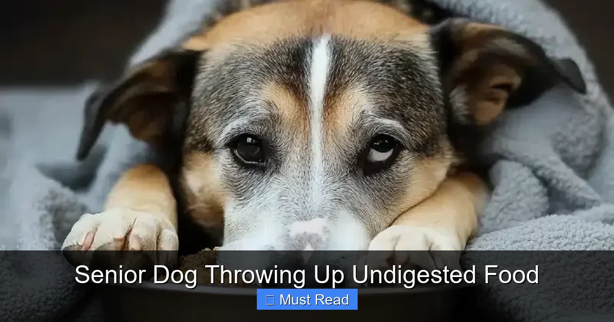 Senior Dog Throwing Up Undigested Food