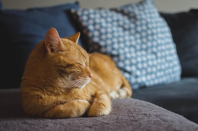 What Age Is A Cat A Senior