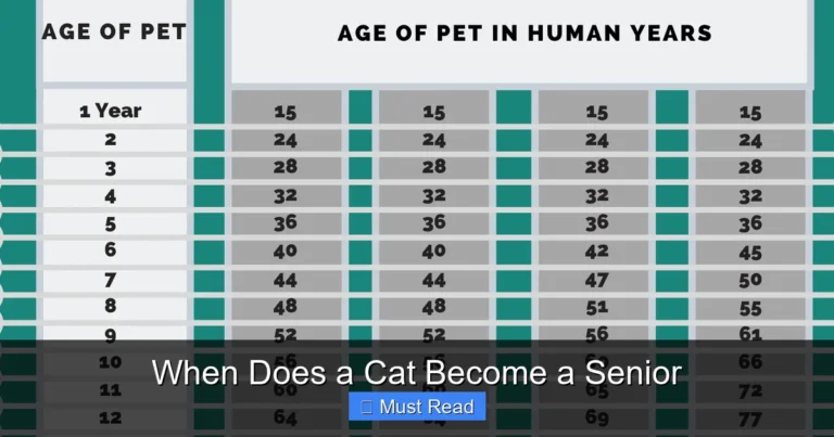 When Does a Cat Become a Senior