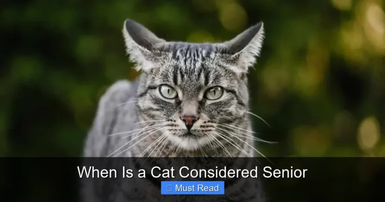 When Is a Cat Considered Senior