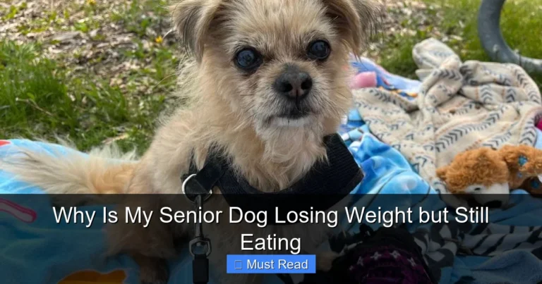 Why Is My Senior Dog Losing Weight but Still Eating
