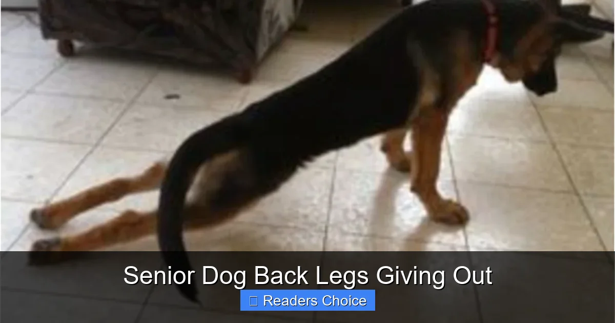Senior Dog Back Legs Giving Out