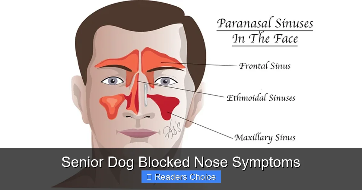 Senior Dog Blocked Nose Symptoms