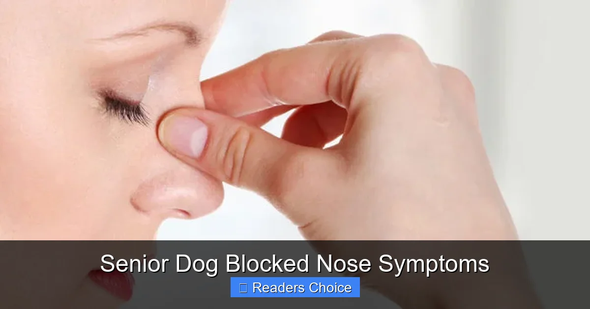 Senior Dog Blocked Nose Symptoms
