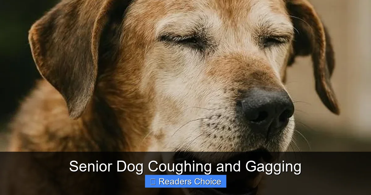 Senior Dog Coughing and Gagging