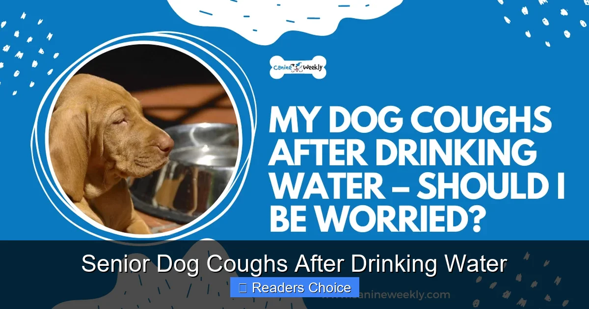 Senior Dog Coughs After Drinking Water