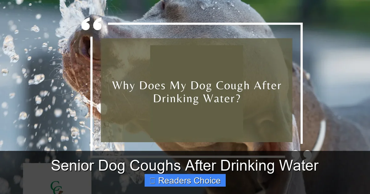 Senior Dog Coughs After Drinking Water