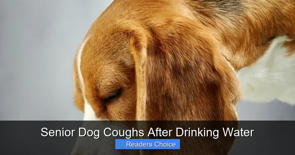 Senior Dog Coughs After Drinking Water