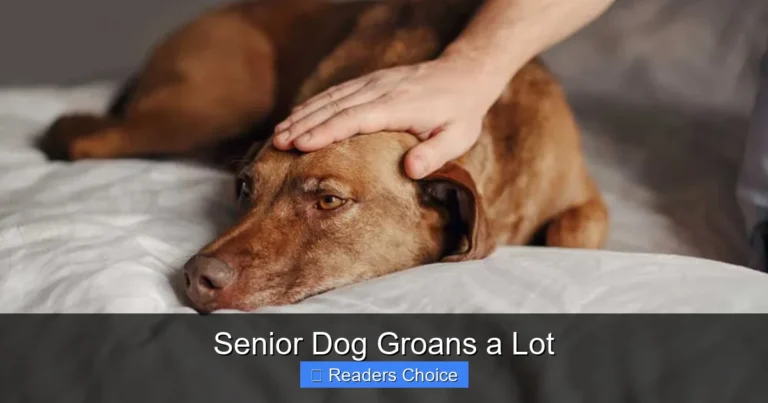 Senior Dog Groans a Lot