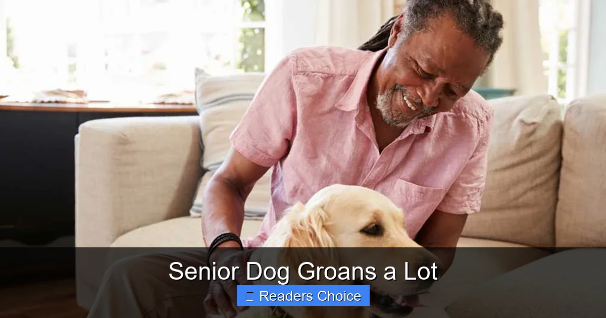 Senior Dog Groans a Lot