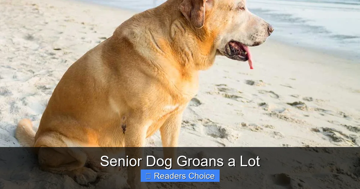 Senior Dog Groans a Lot