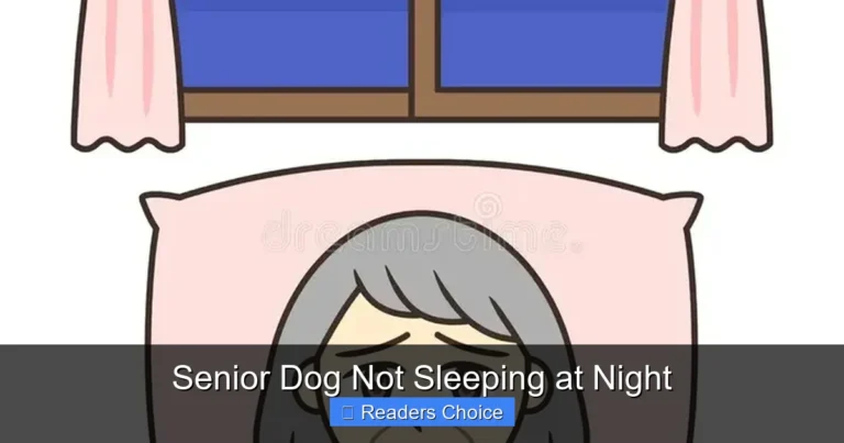 Senior Dog Not Sleeping at Night