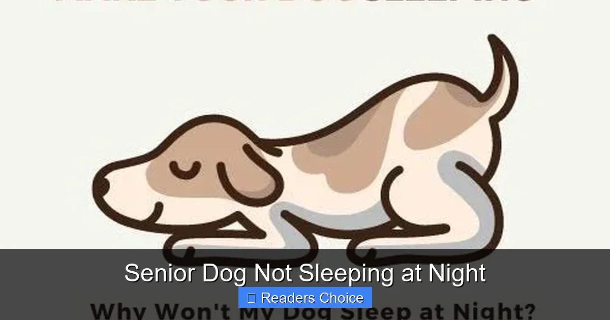 Senior Dog Not Sleeping at Night