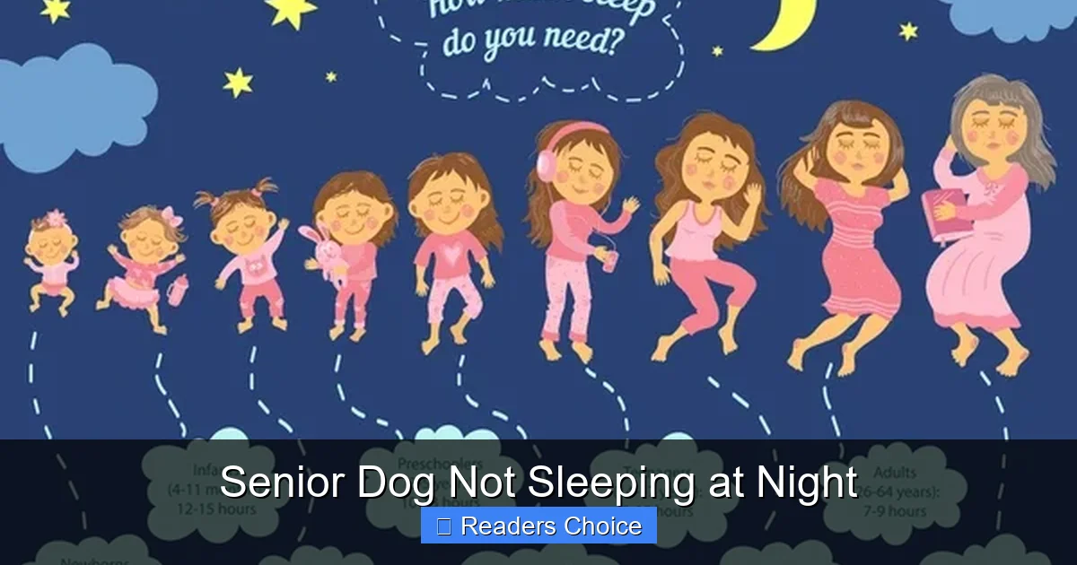 Senior Dog Not Sleeping at Night