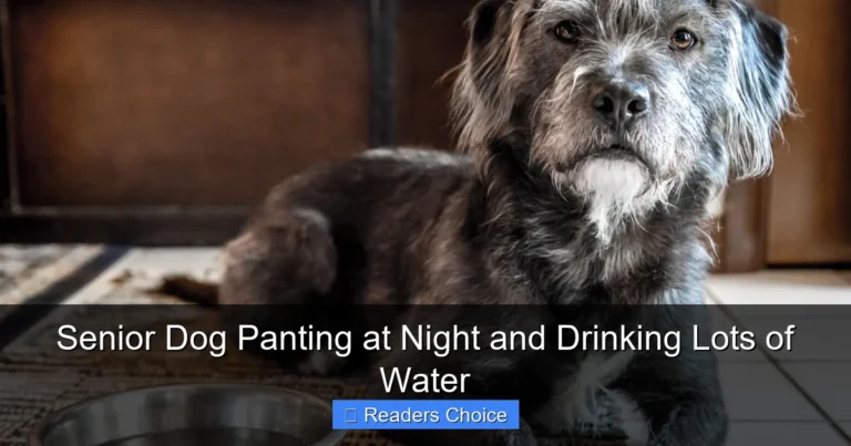 Senior Dog Panting at Night and Drinking Lots of Water