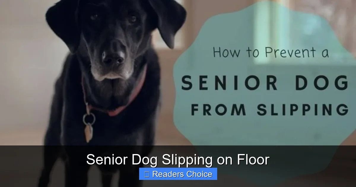 Senior Dog Slipping on Floor