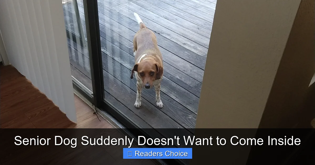 Senior Dog Suddenly Doesn't Want to Come Inside
