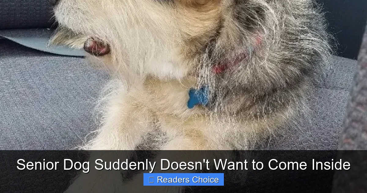 Senior Dog Suddenly Doesn't Want to Come Inside
