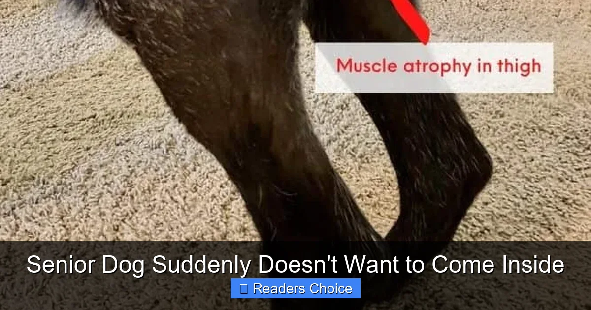 Senior Dog Suddenly Doesn't Want to Come Inside