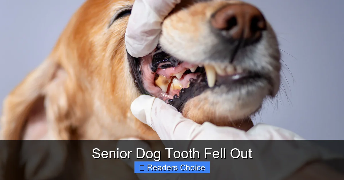 Senior Dog Tooth Fell Out