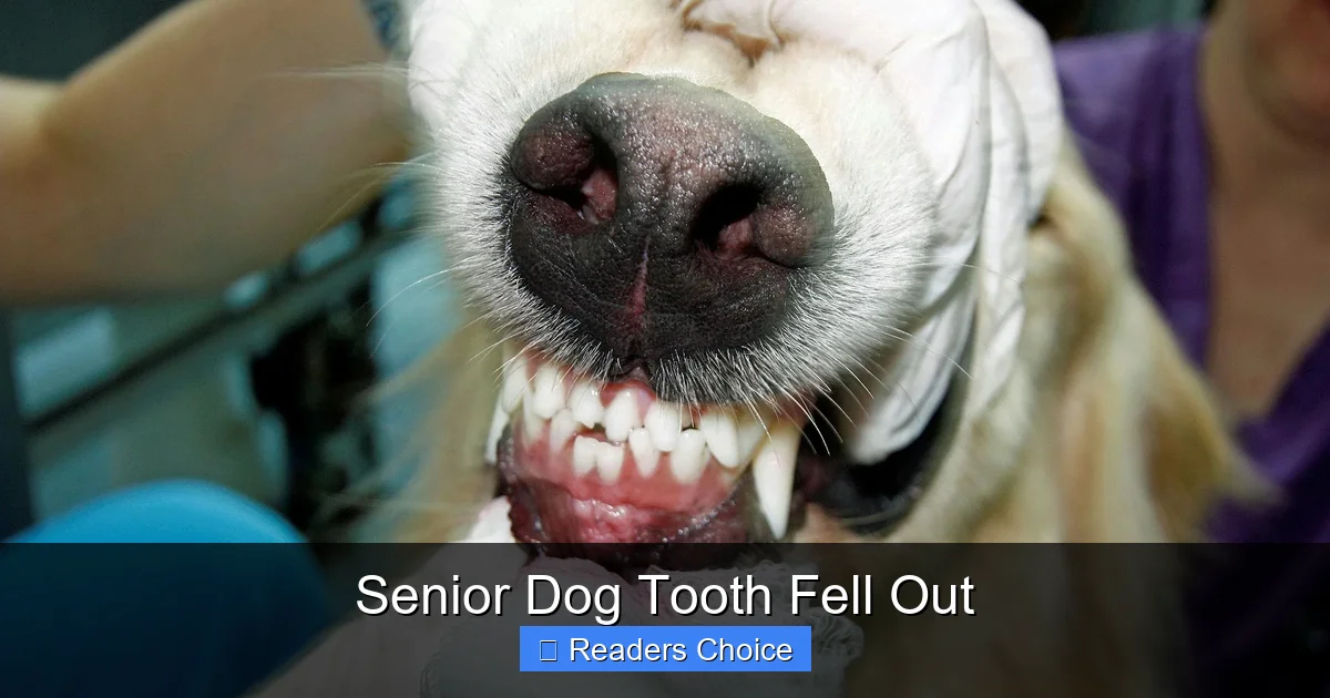 Senior Dog Tooth Fell Out