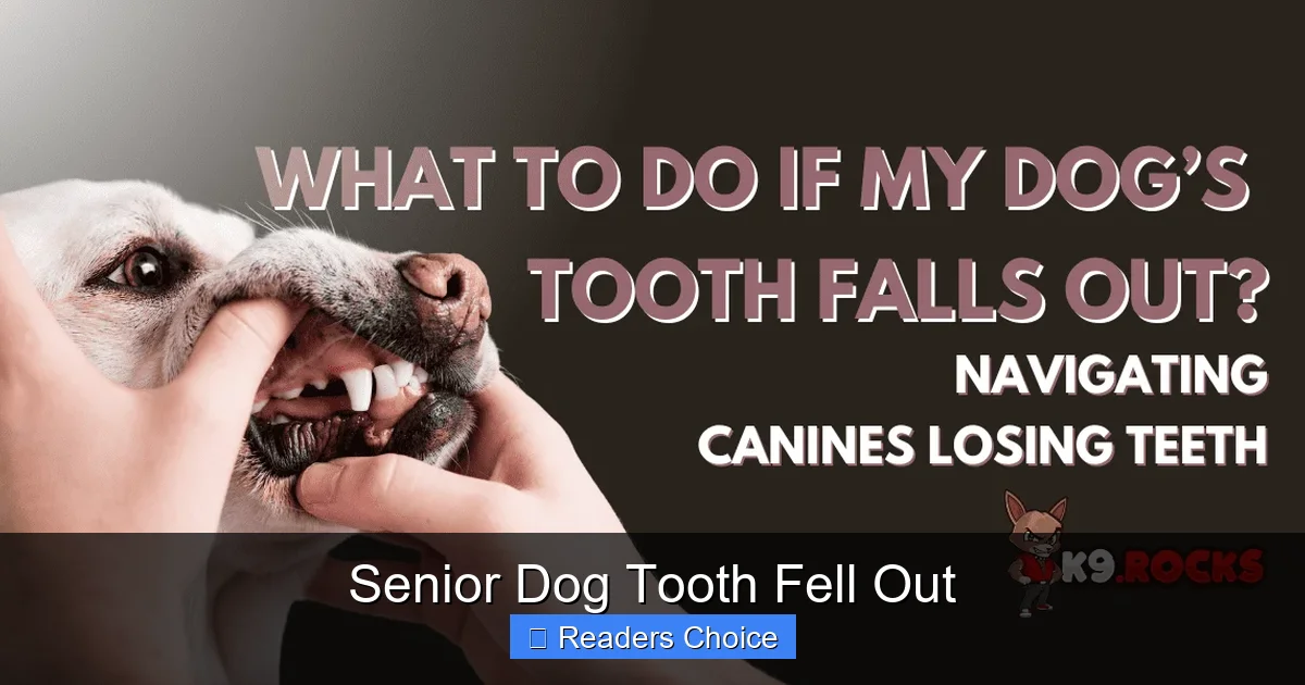 Senior Dog Tooth Fell Out