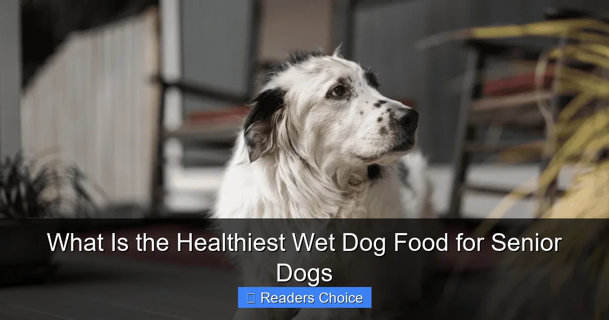 What Is the Healthiest Wet Dog Food for Senior Dogs