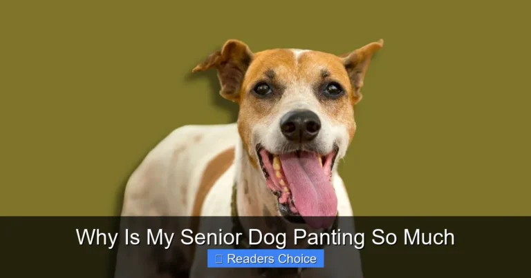 Why Is My Senior Dog Panting So Much