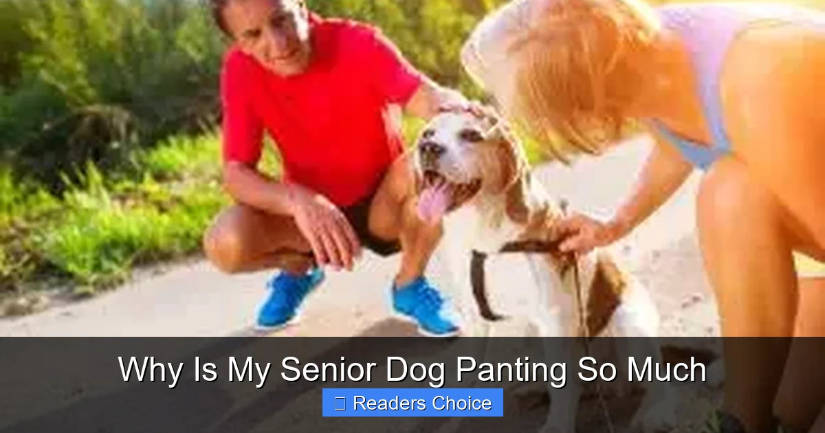 Why Is My Senior Dog Panting So Much