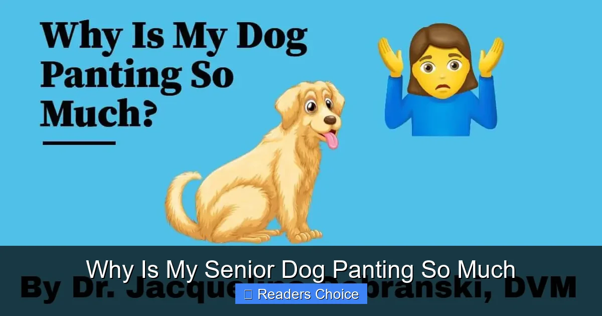 Why Is My Senior Dog Panting So Much