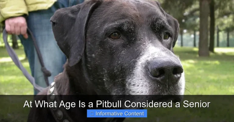 At What Age Is a Pitbull Considered a Senior