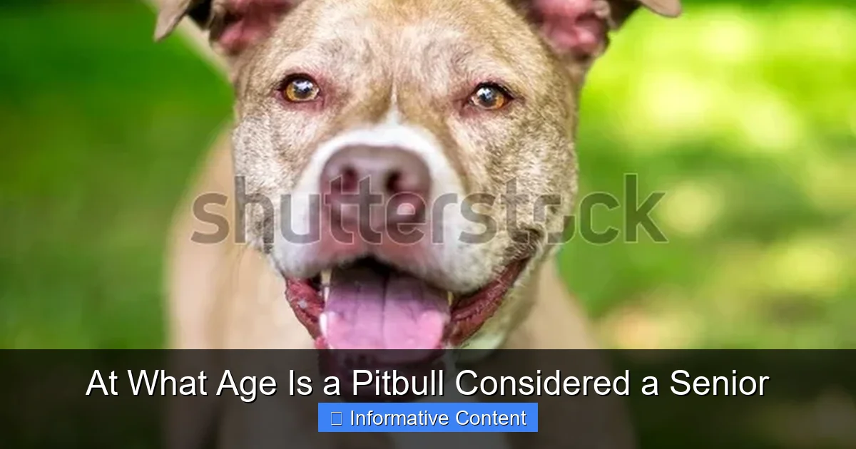 At What Age Is a Pitbull Considered a Senior