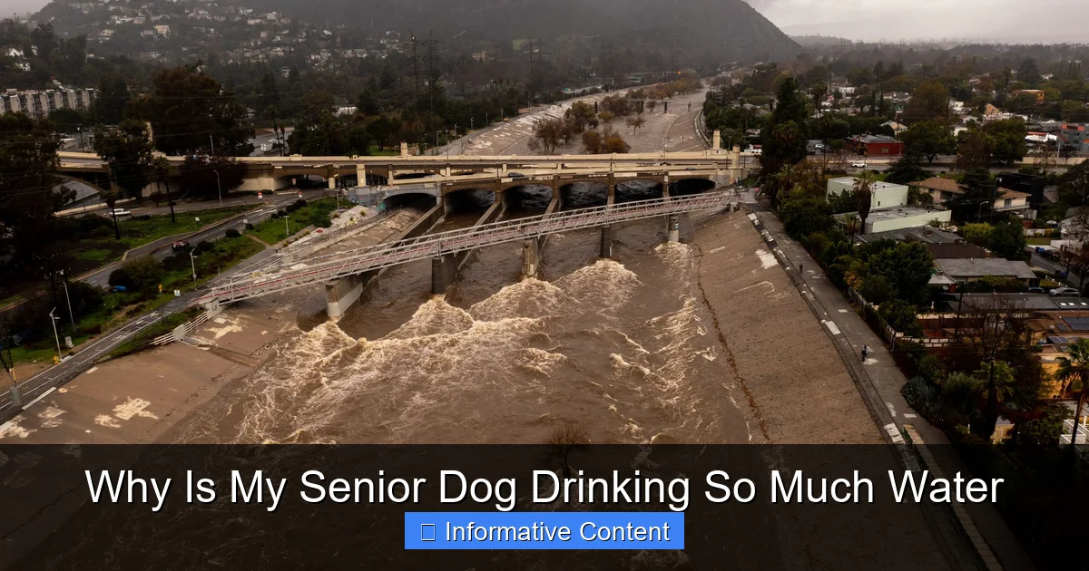 Why Is My Senior Dog Drinking So Much Water