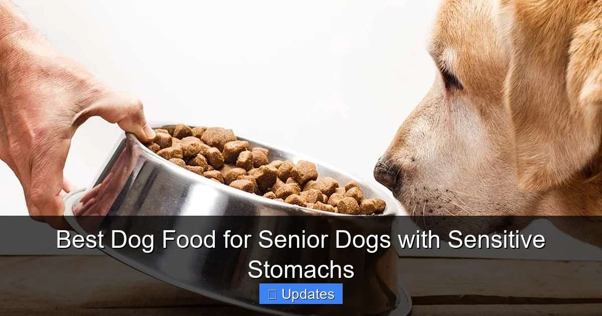 Best Dog Food for Senior Dogs with Sensitive Stomachs