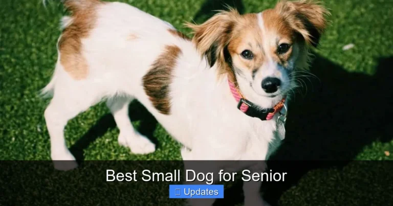 Best Small Dog for Senior